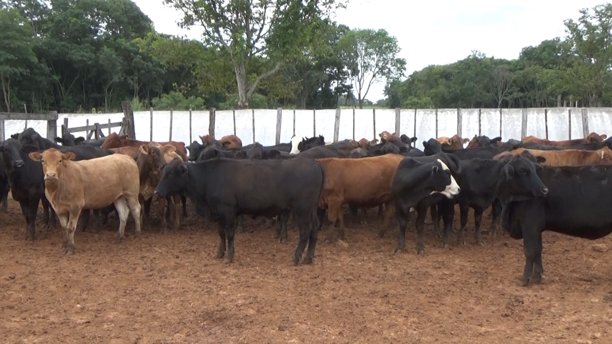 Feria 391 CEA & EVERDEM â lote Lote 38 – NÂ° insp. 6257