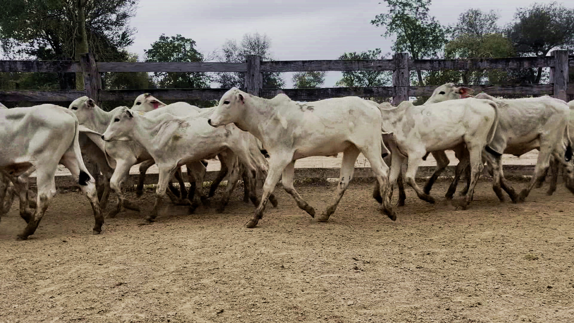 Feria por Pantalla de Invernada  â lote Lote 1 – NÂ° insp. 6165