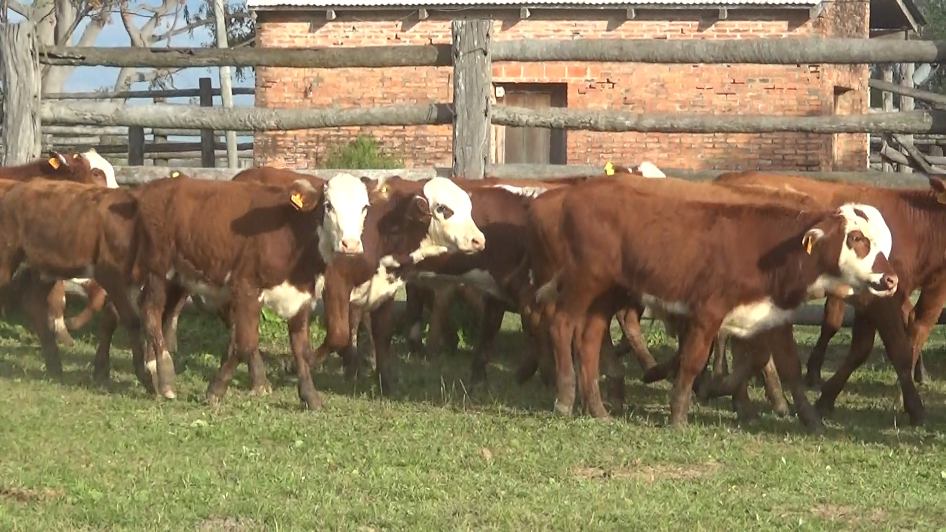 Feria por Pantalla de Invernada  â lote Lote 2 – NÂ° insp. 6136