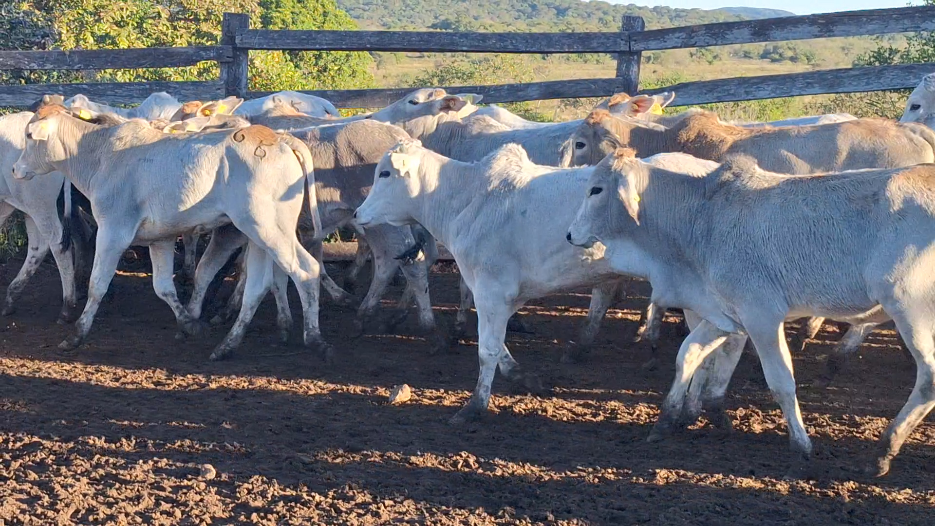 Feria por Pantalla de Invernada  â lote Lote 3 – NÂ° insp. 6163