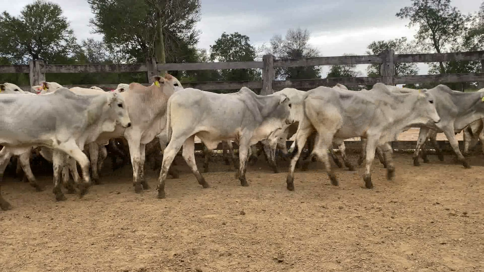 Feria por Pantalla de Invernada  â lote Lote 4 – NÂ° insp. 6164