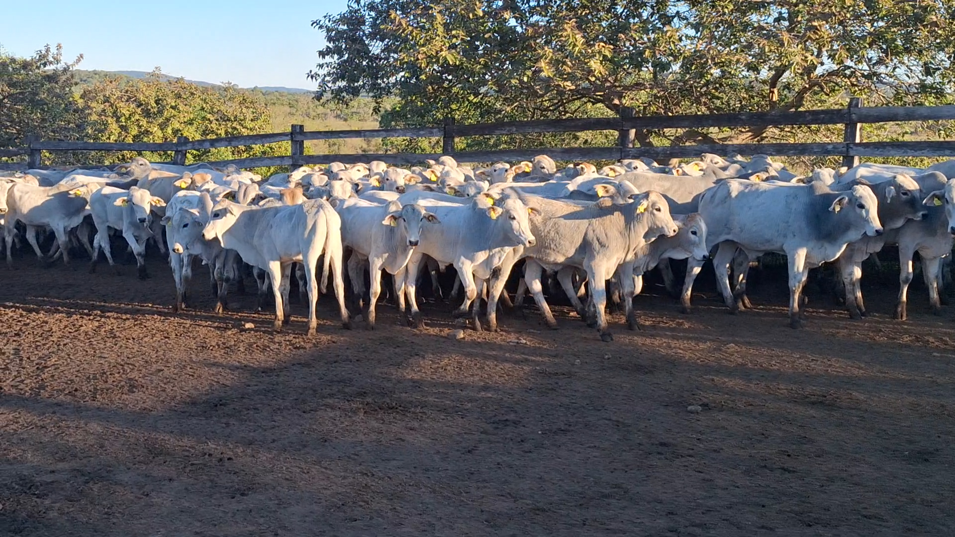 Feria por Pantalla de Invernada  â lote Lote 5 – NÂ° insp. 6162
