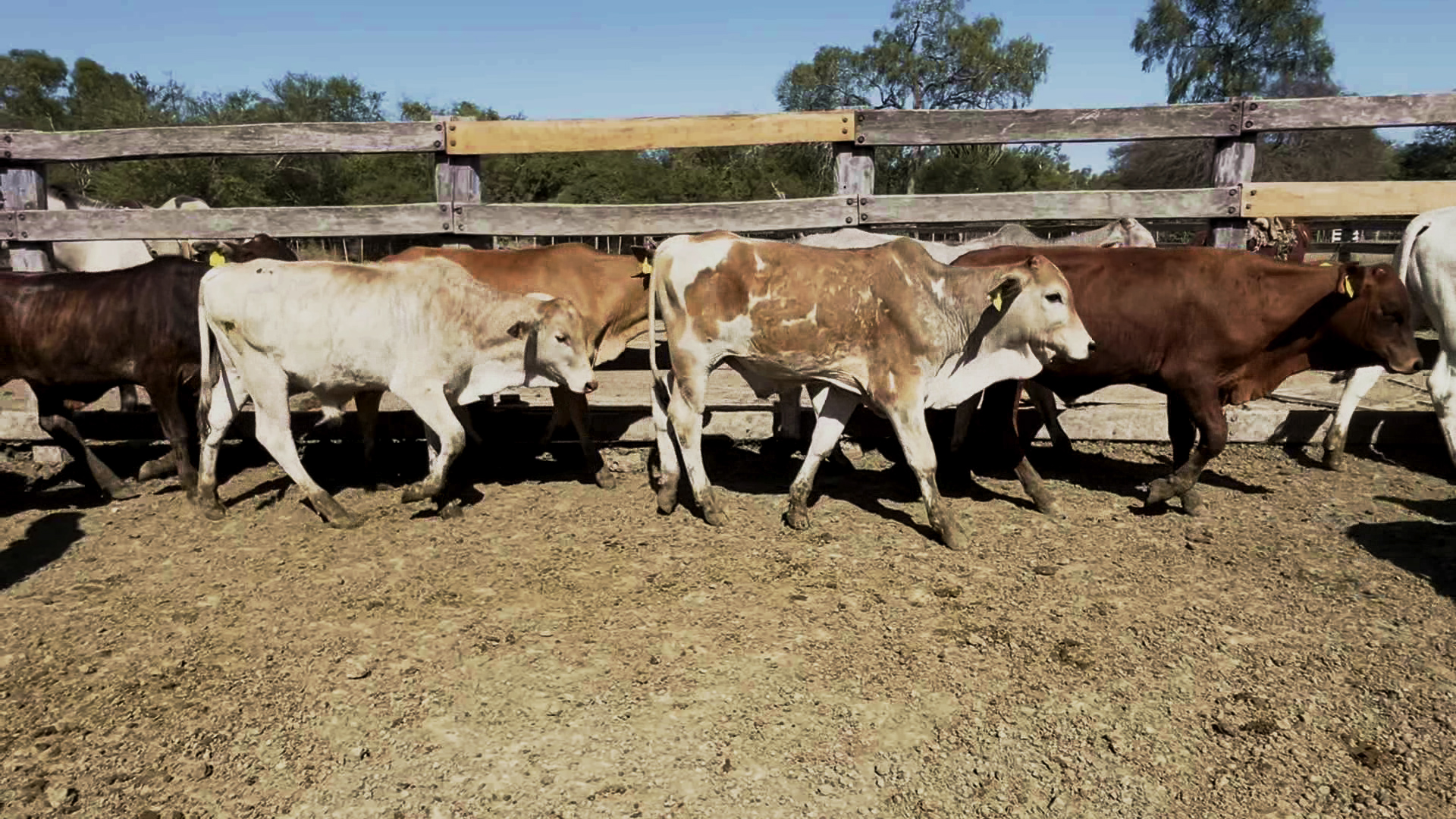 Feria por Pantalla de Invernada  â lote Lote 6 – NÂ° insp. 6166