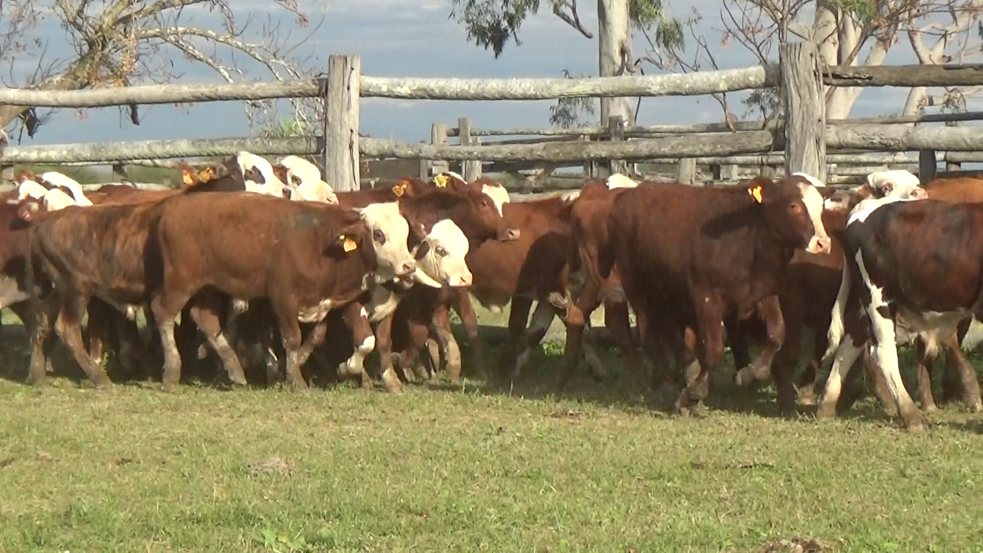 Feria por Pantalla de Invernada â lote Lote 7 – N° insp. 6137