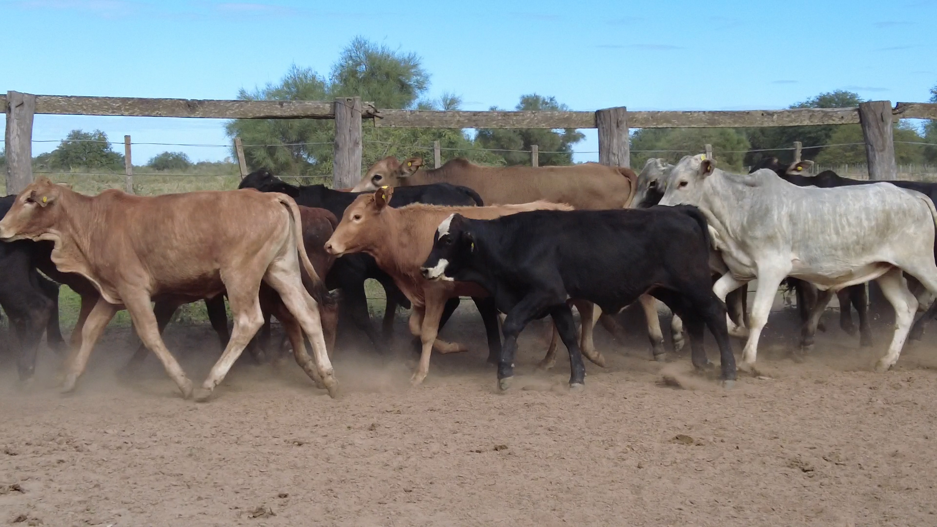 Feria por Pantalla de Invernada  â lote Lote 8 – NÂ° insp. 6078