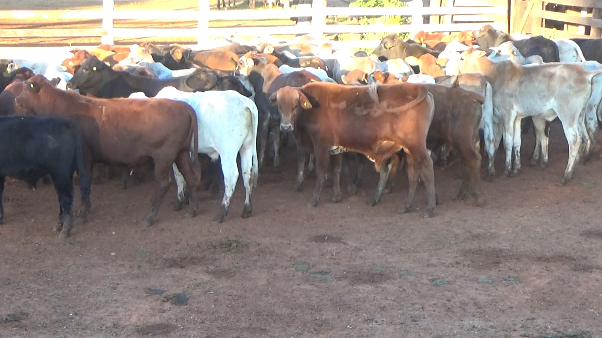 Feria por Pantalla de Invernada  â lote Lote 9 – NÂ° insp. 6260
