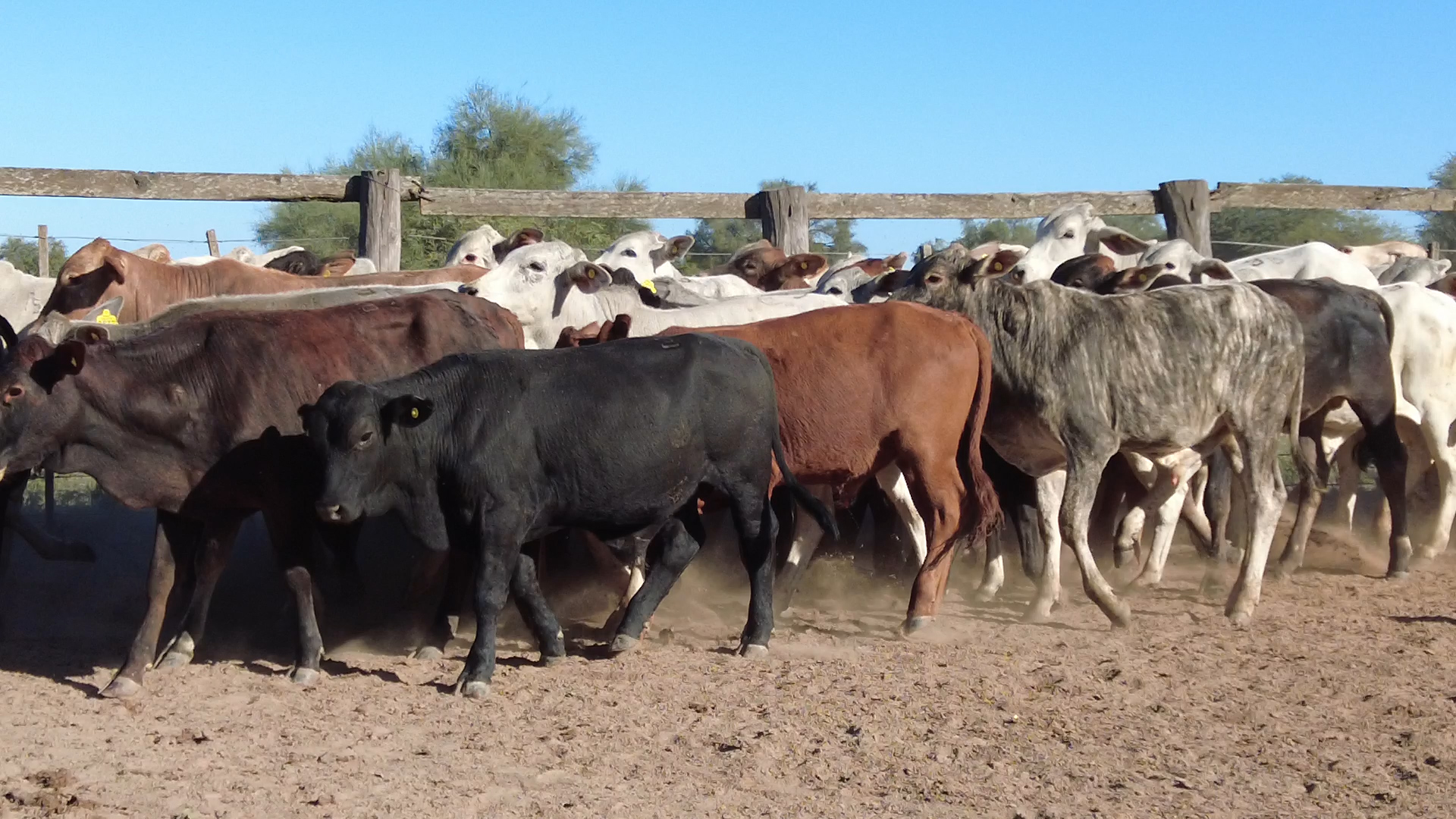 Feria por Pantalla de Invernada â lote Lote 10 – N° insp. 6077