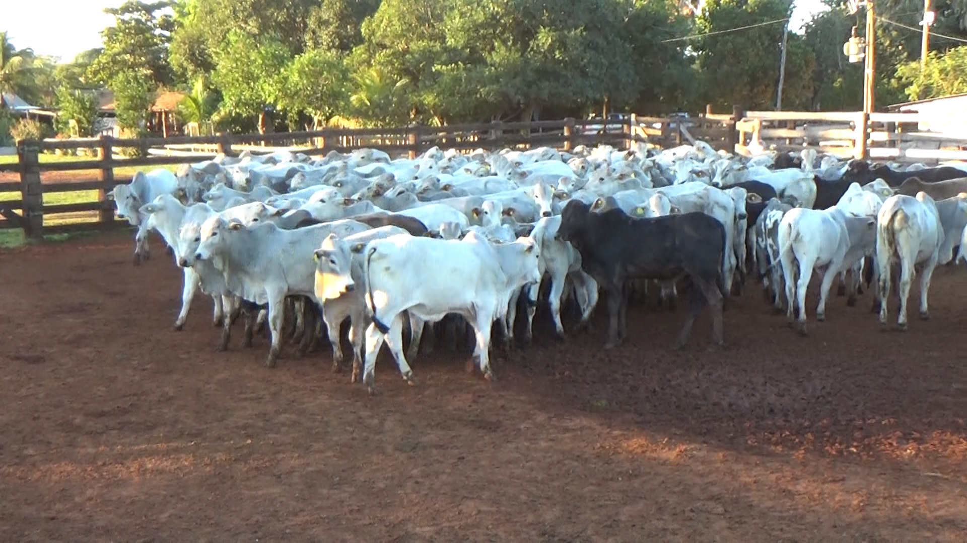 Feria por Pantalla de Invernada  â lote Lote 11 – NÂ° insp. 6259