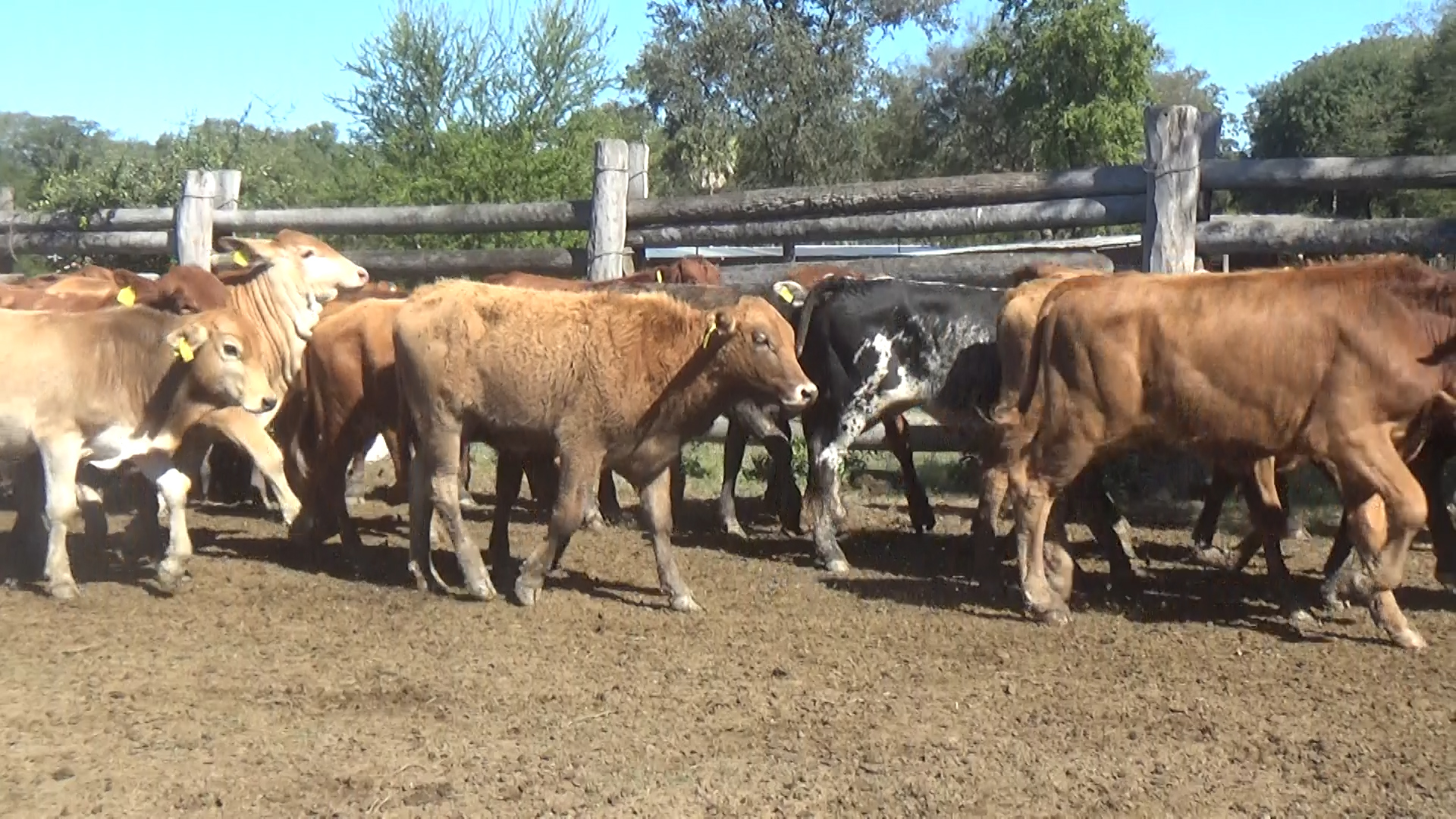 Feria por Pantalla de Invernada  â lote Lote 12 – NÂ° insp. 6135