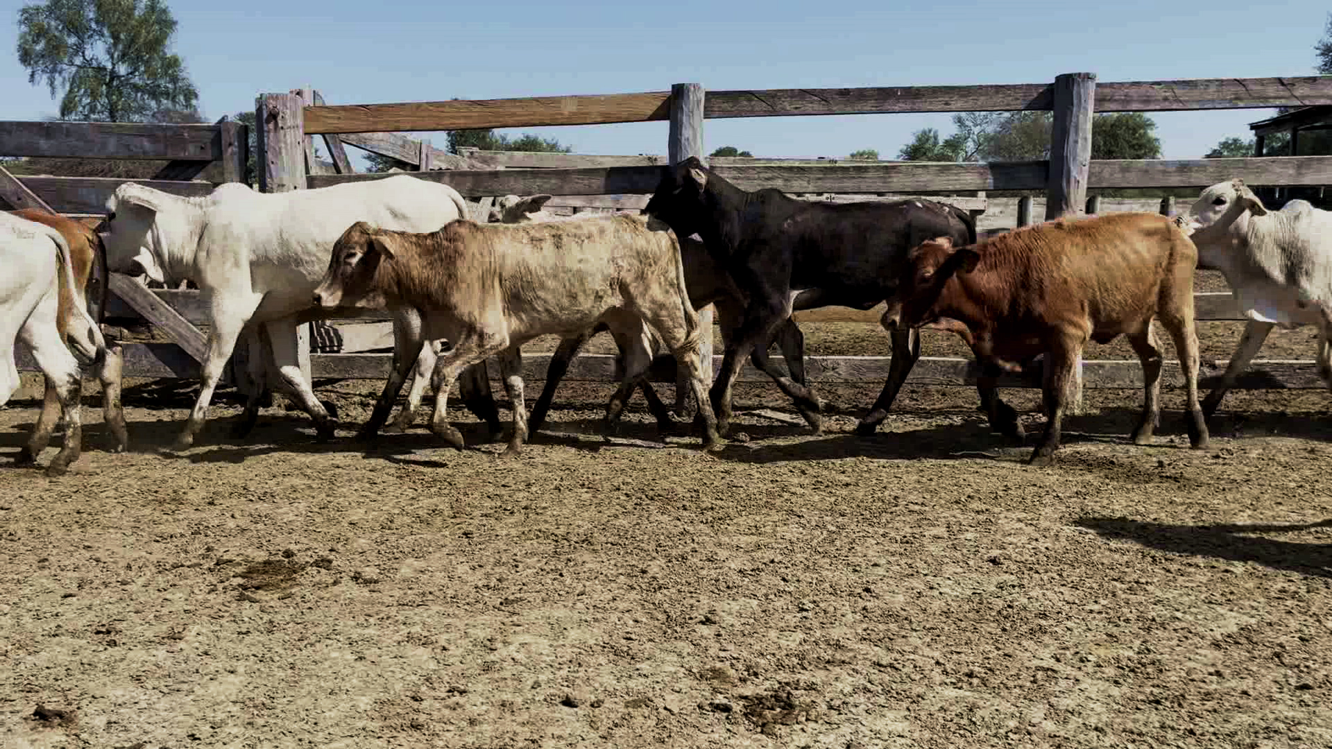 Feria por Pantalla de Invernada â lote 13.2