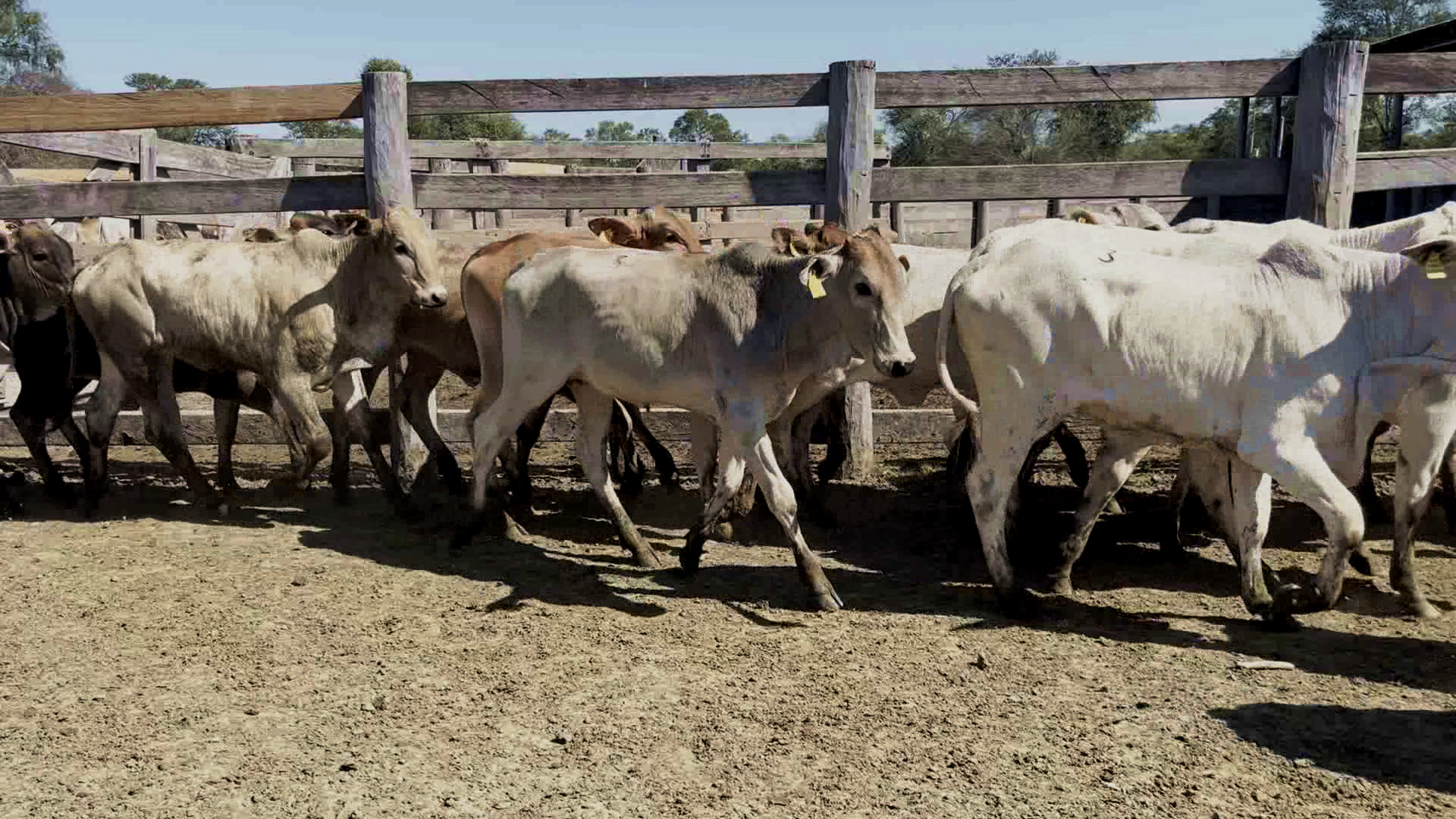 Feria por Pantalla de Invernada â lote Lote 13 – N° insp. 6167