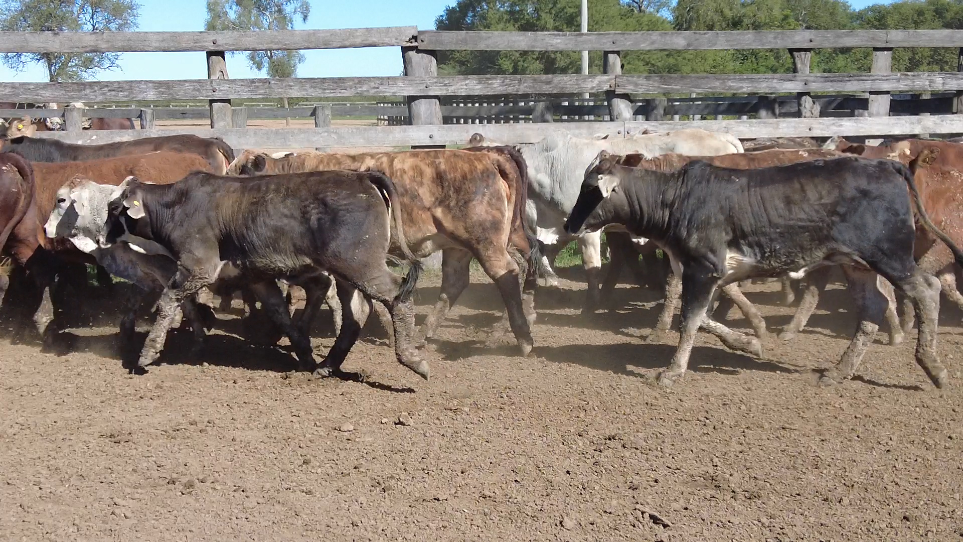 Feria por Pantalla de Invernada  â lote Lote 14 – NÂ° insp. 6076