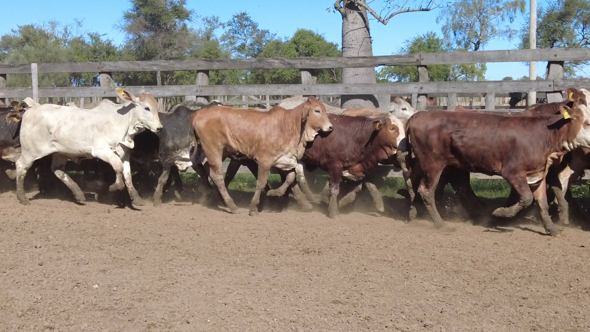 Feria por Pantalla de Invernada â lote 15.1