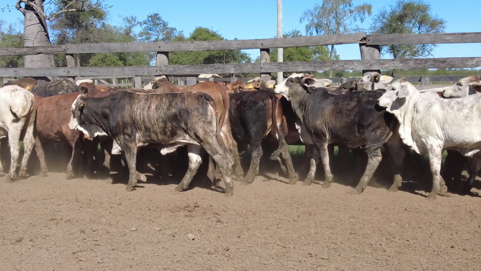 Feria por Pantalla de Invernada â lote Lote 15 – N° insp. 6075