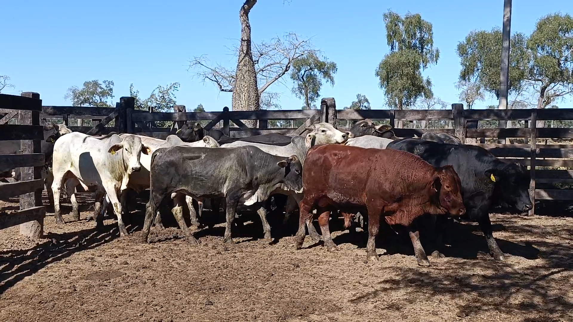 Feria por Pantalla de Invernada  â lote Lote 16 – NÂ° insp. 6029