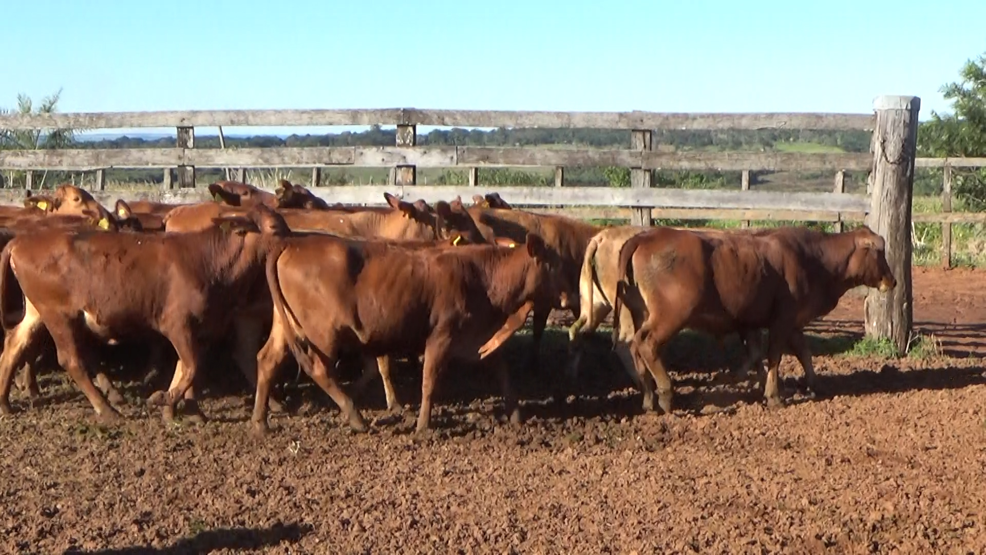 Feria por Pantalla de Invernada  â lote Lote 17 – NÂ° insp. 6263