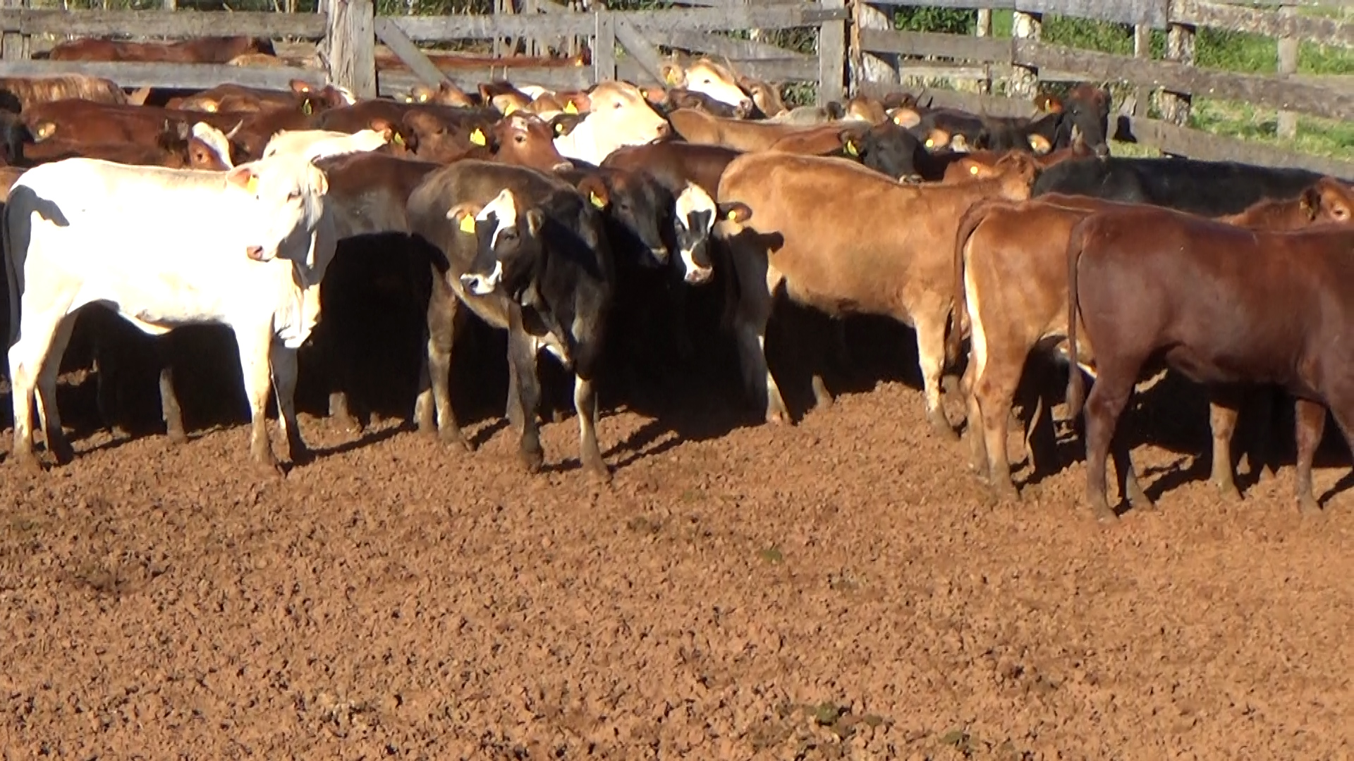 Feria por Pantalla de Invernada â lote Lote 18 – N° insp. 6262