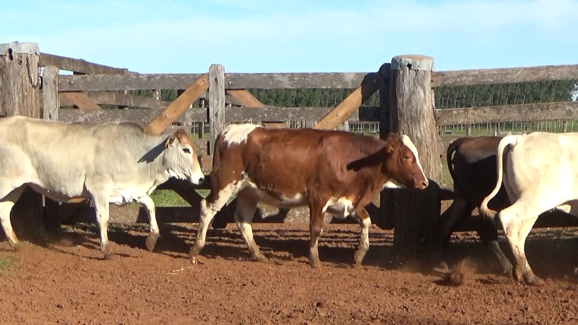Feria por Pantalla de Invernada â lote 18.2