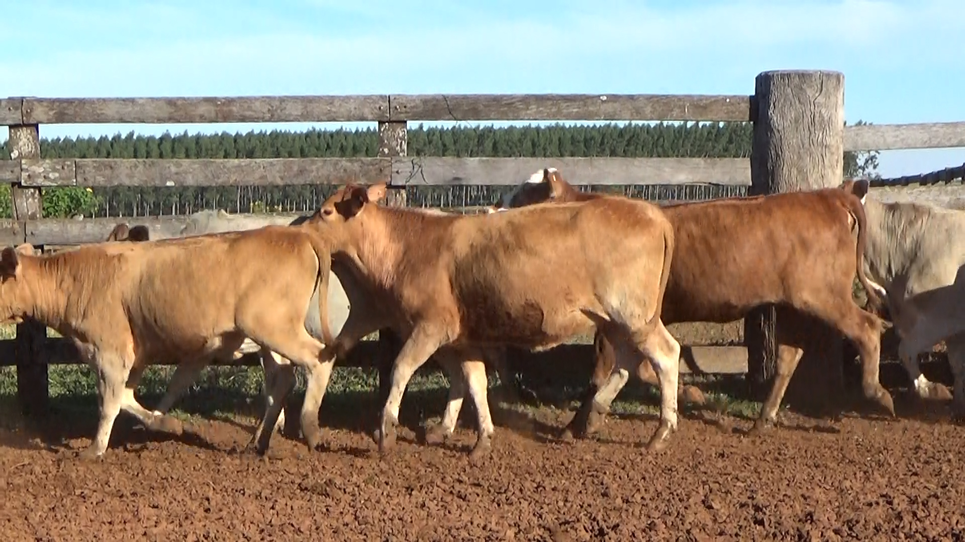 Feria por Pantalla de Invernada â lote 18.3