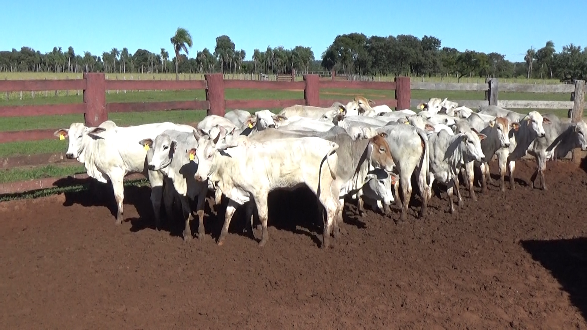Feria por Pantalla de Invernada  â lote Lote 19 – NÂ° insp. 6261