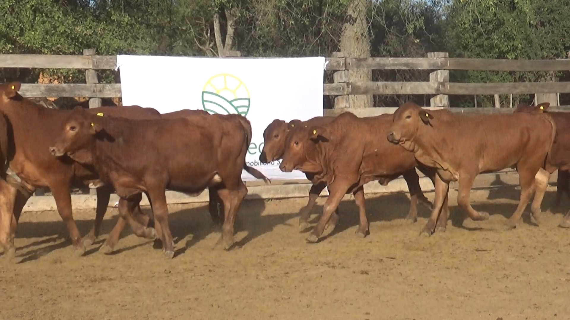 392- Remate Especial Las Mercedes. 1Â° EdiciÃ³n â lote Lote 18 – NÂ° insp. 5891