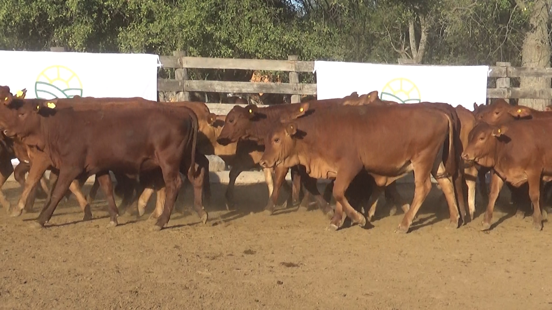 392- Remate Especial Las Mercedes. 1Â° EdiciÃ³n â lote Lote 19 – NÂ° insp. 5892