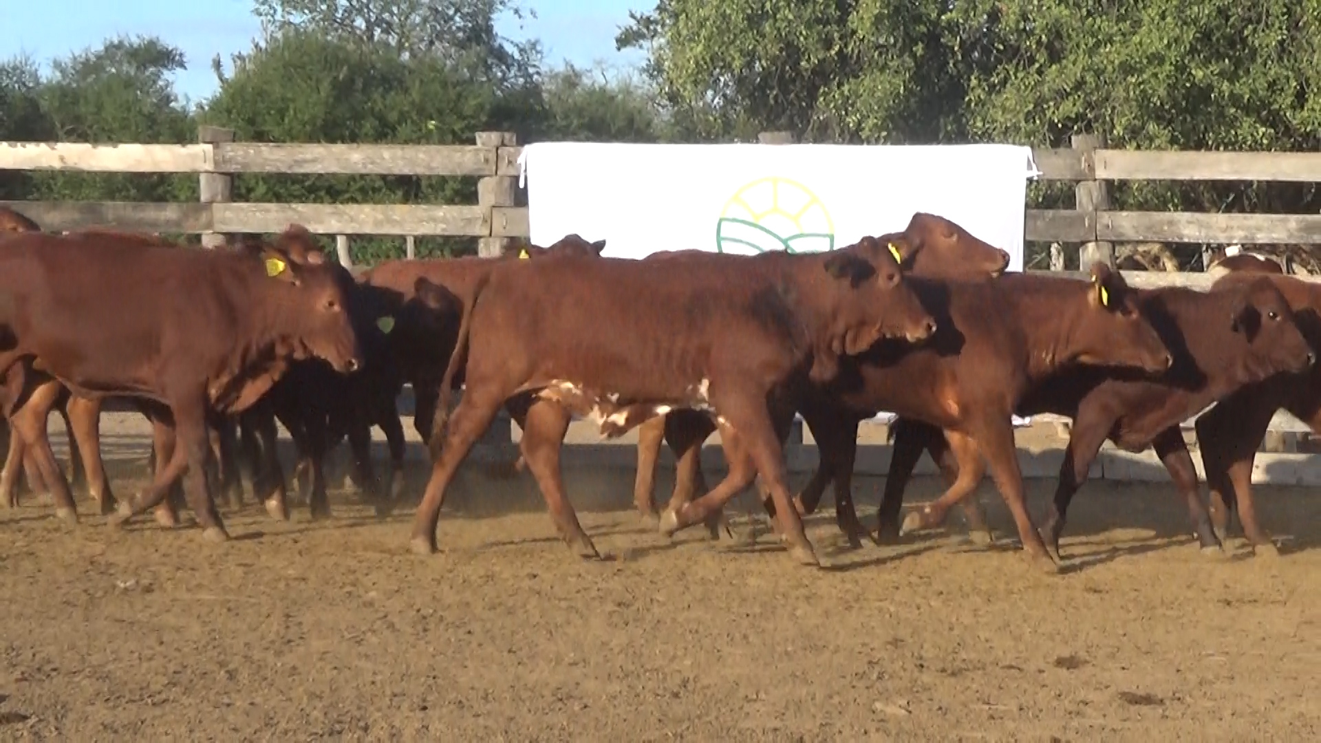 392- Remate Especial Las Mercedes. 1Â° EdiciÃ³n â lote 5892.2
