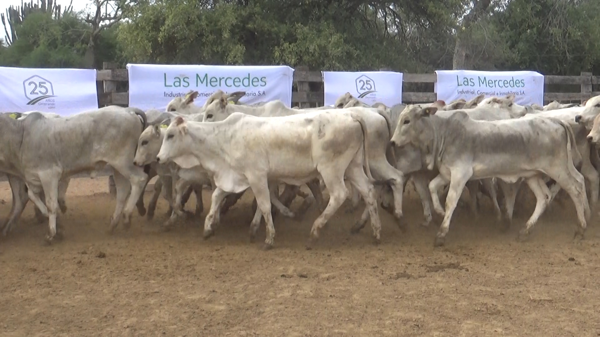 392- Remate Especial Las Mercedes. 1Â° EdiciÃ³n â lote 5894.1