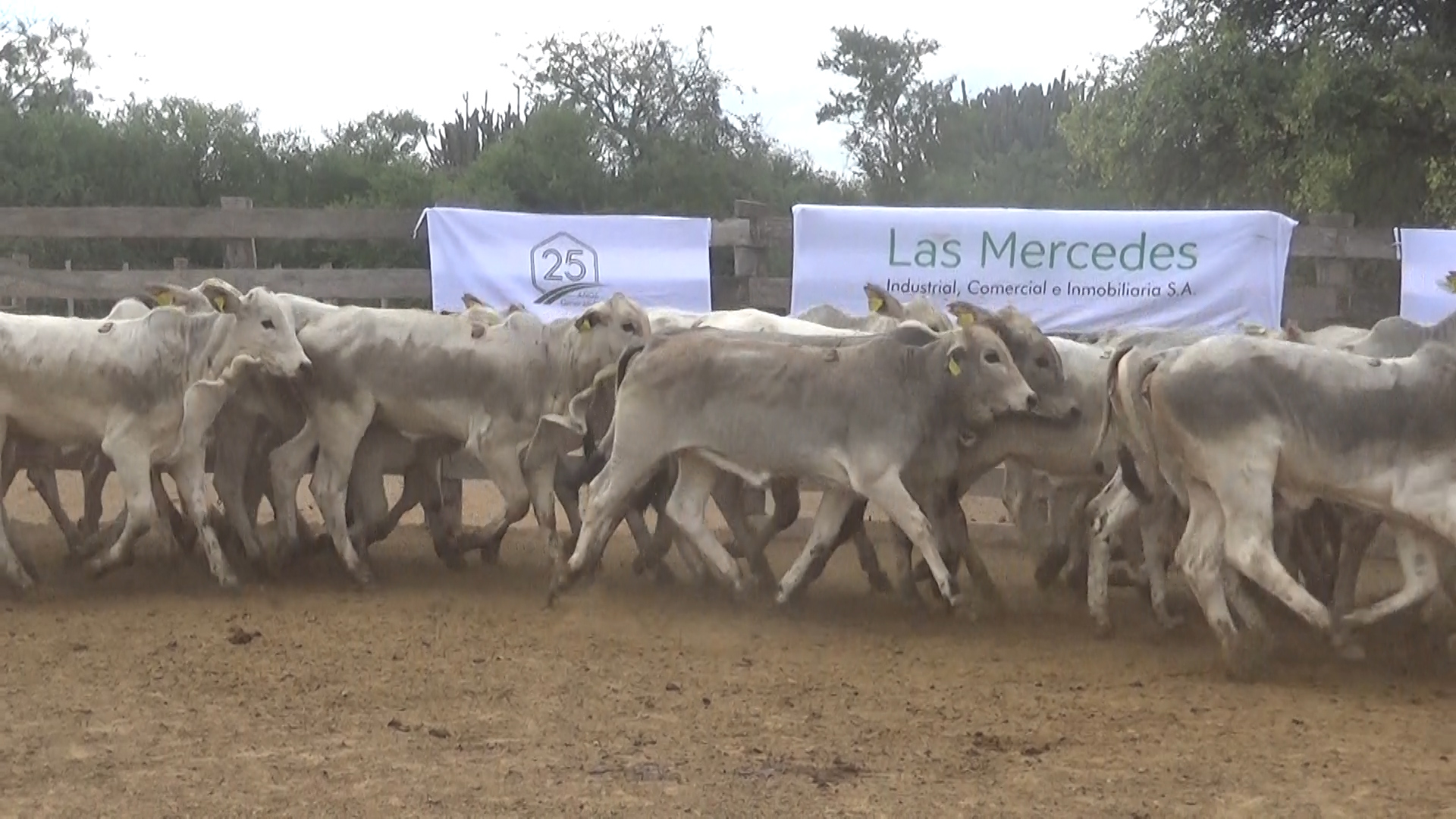 392- Remate Especial Las Mercedes. 1Â° EdiciÃ³n â lote Lote 17 – NÂ° insp. 5894
