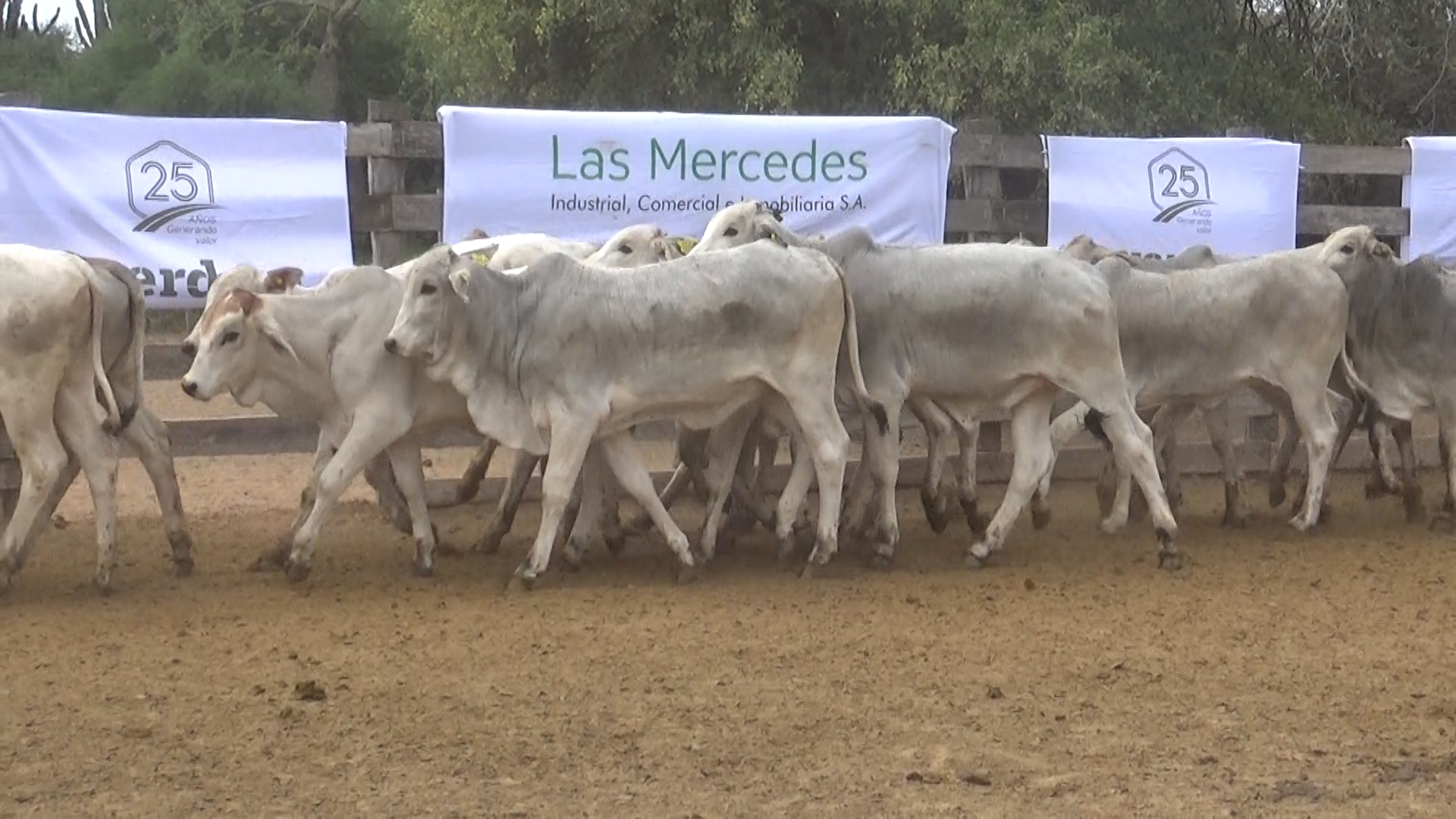 392- Remate Especial Las Mercedes. 1Â° EdiciÃ³n â lote 5894.3