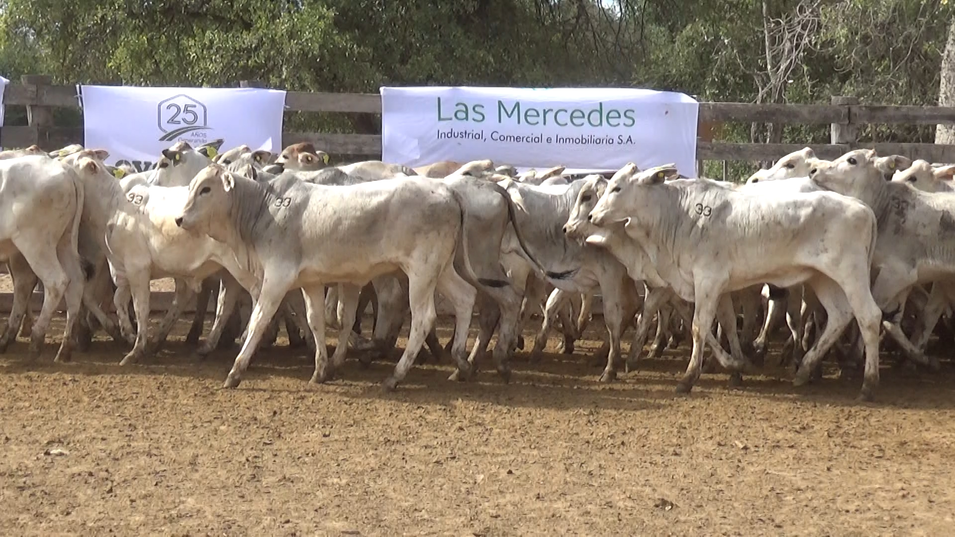 392- Remate Especial Las Mercedes. 1Â° EdiciÃ³n â lote 5895.1