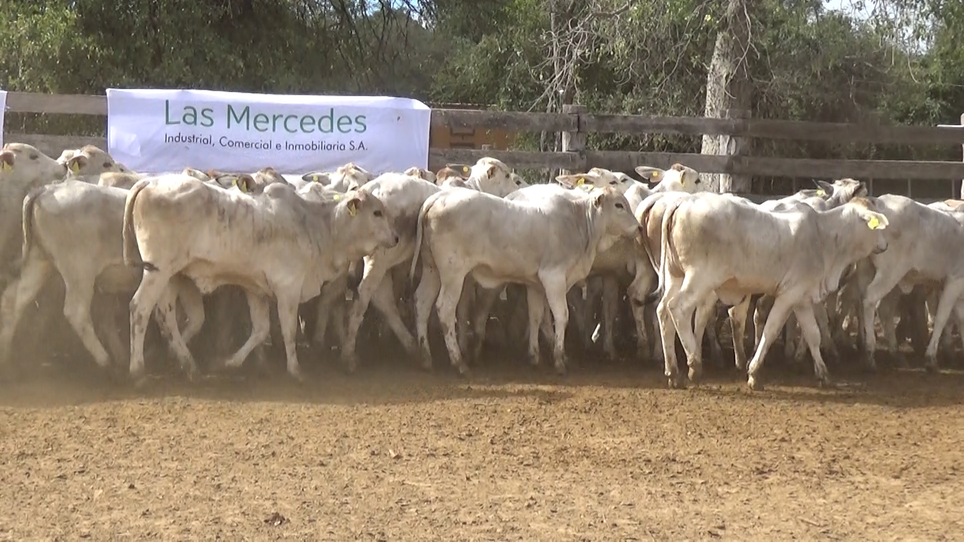 392- Remate Especial Las Mercedes. 1Â° EdiciÃ³n â lote 5895.2