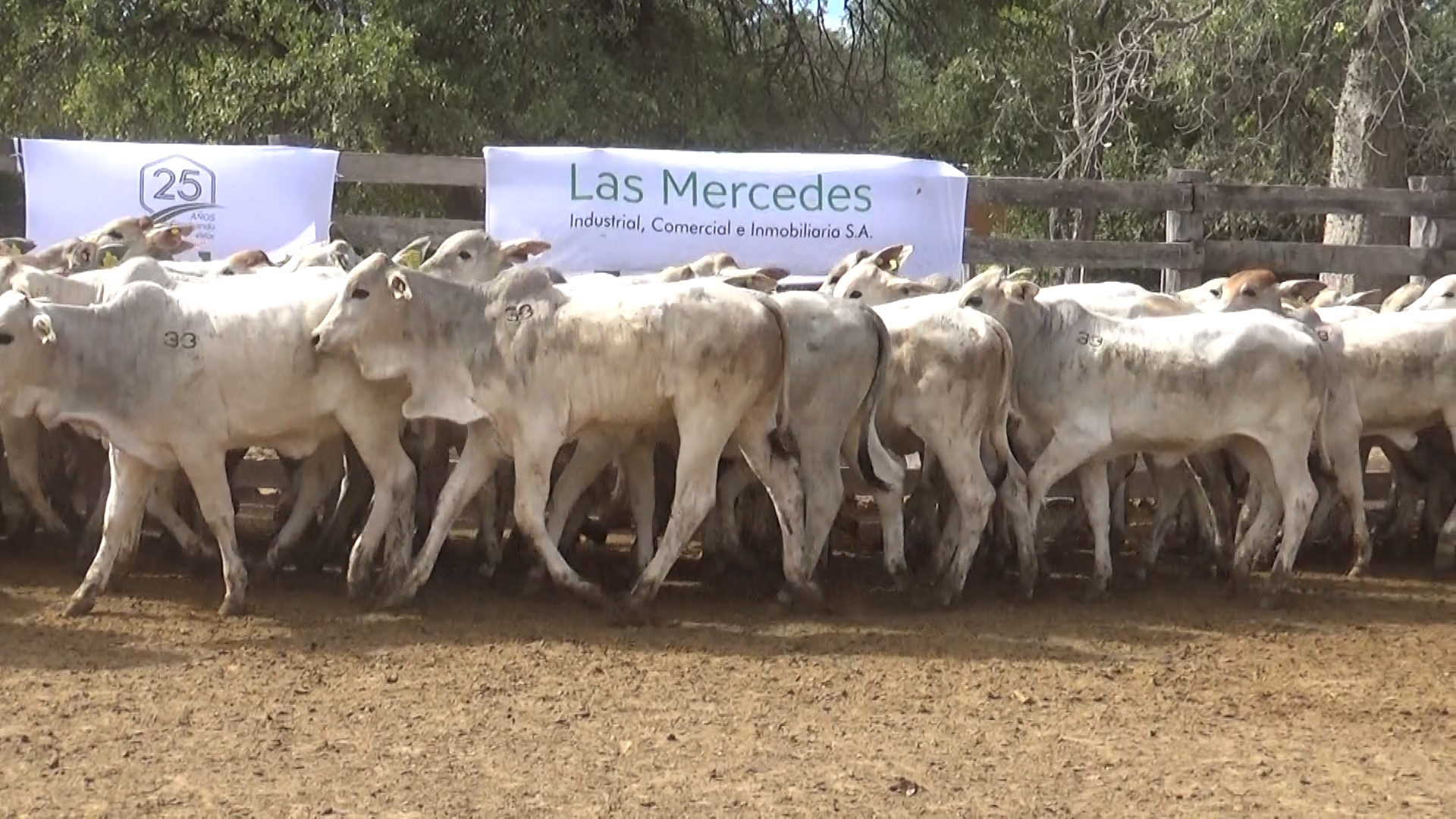 392- Remate Especial Las Mercedes. 1Â° EdiciÃ³n â lote Lote 9 – NÂ° insp. 5895