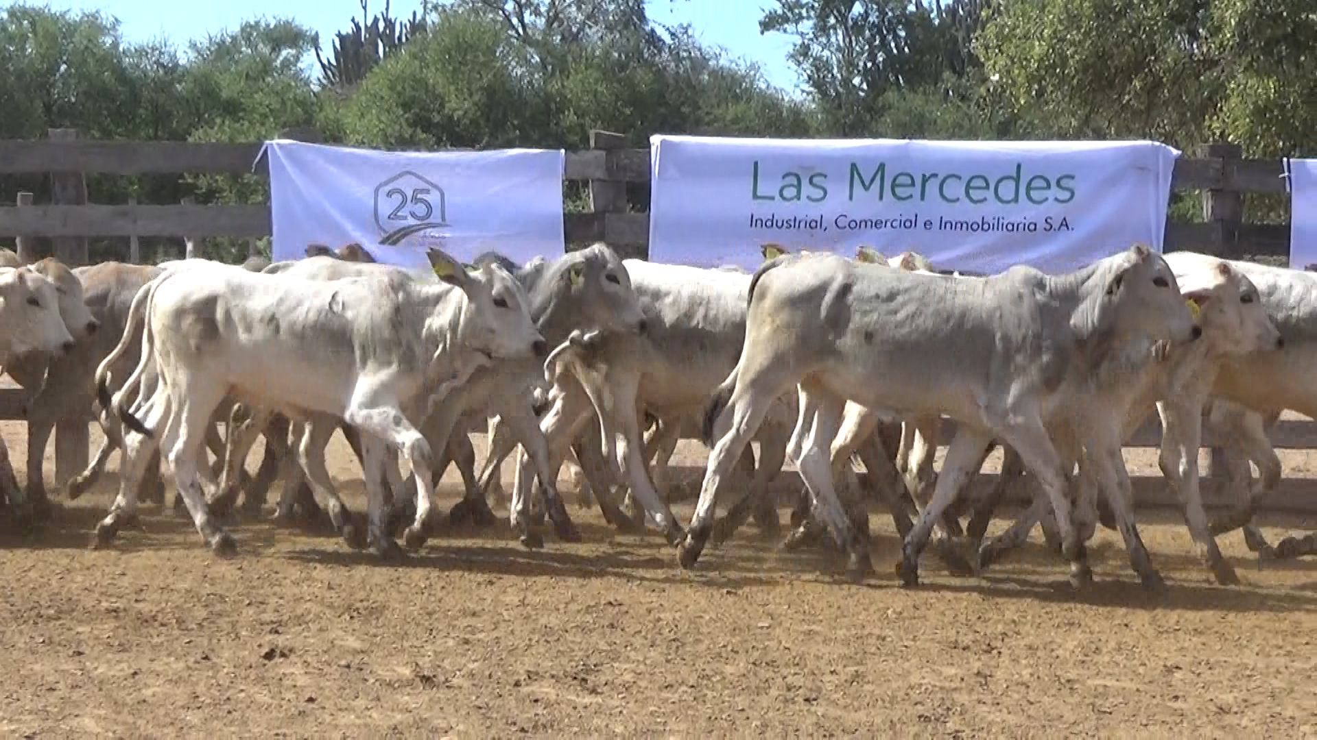 Lote 8 – NÂ° insp. 5896