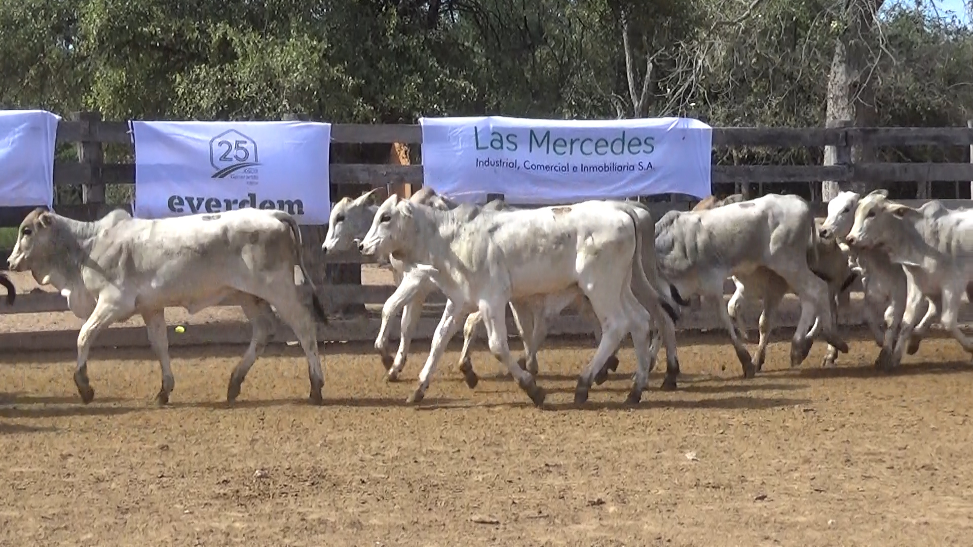 392- Remate Especial Las Mercedes. 1Â° EdiciÃ³n â lote 5896.2
