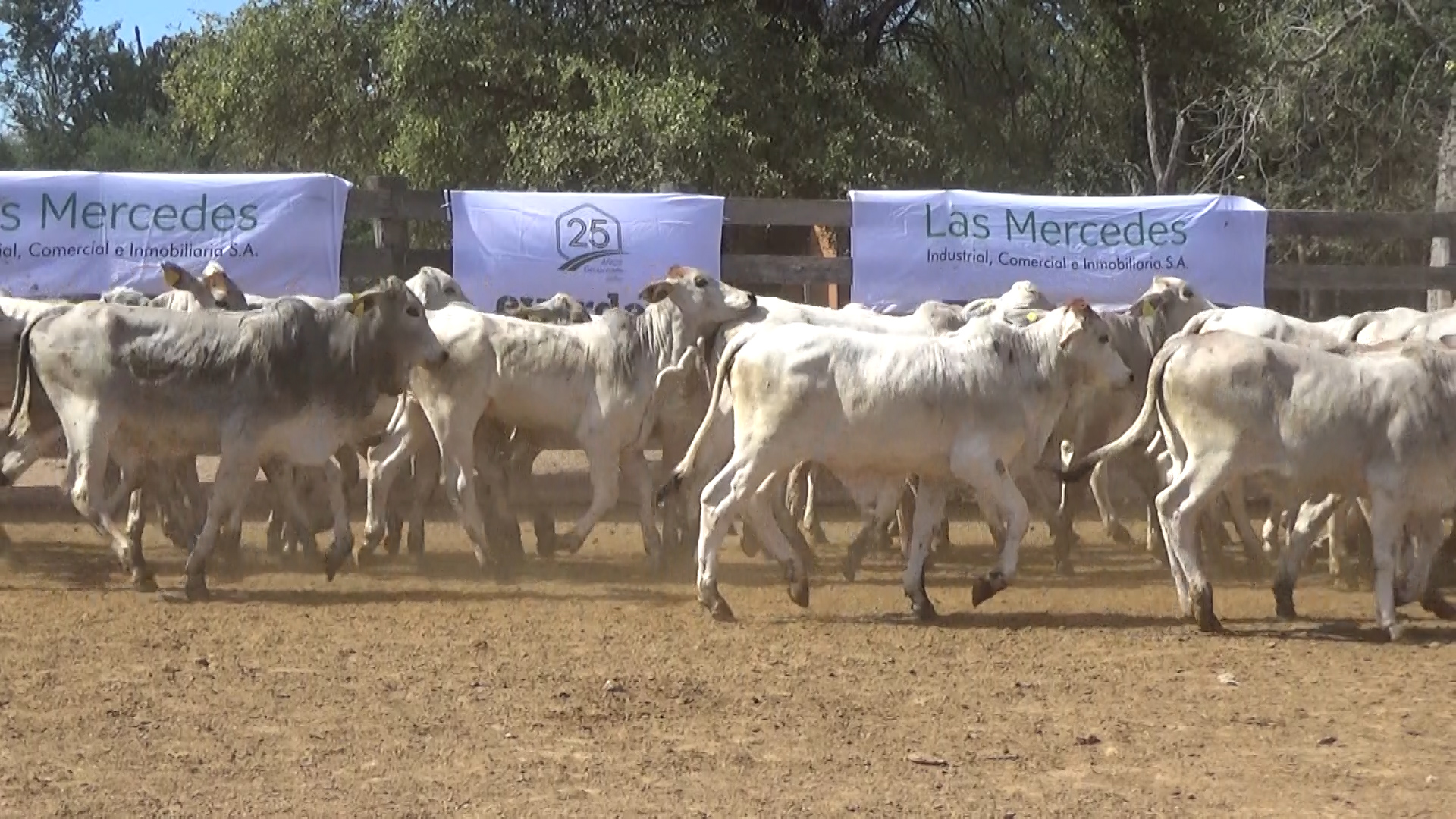 392- Remate Especial Las Mercedes. 1Â° EdiciÃ³n â lote 5896.3