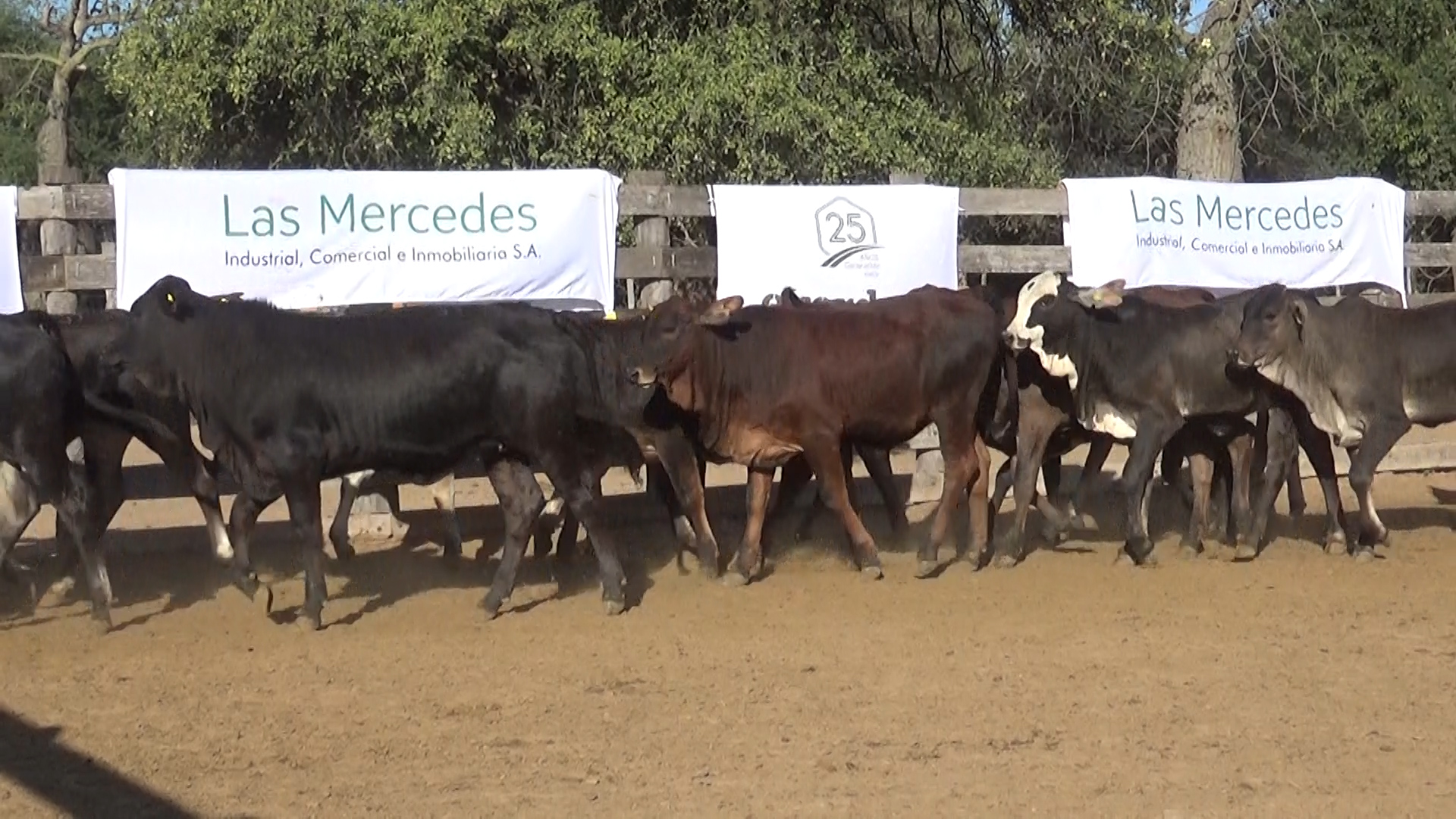 392- Remate Especial Las Mercedes. 1° Edición â lote Lote 16 – N° insp. 5897