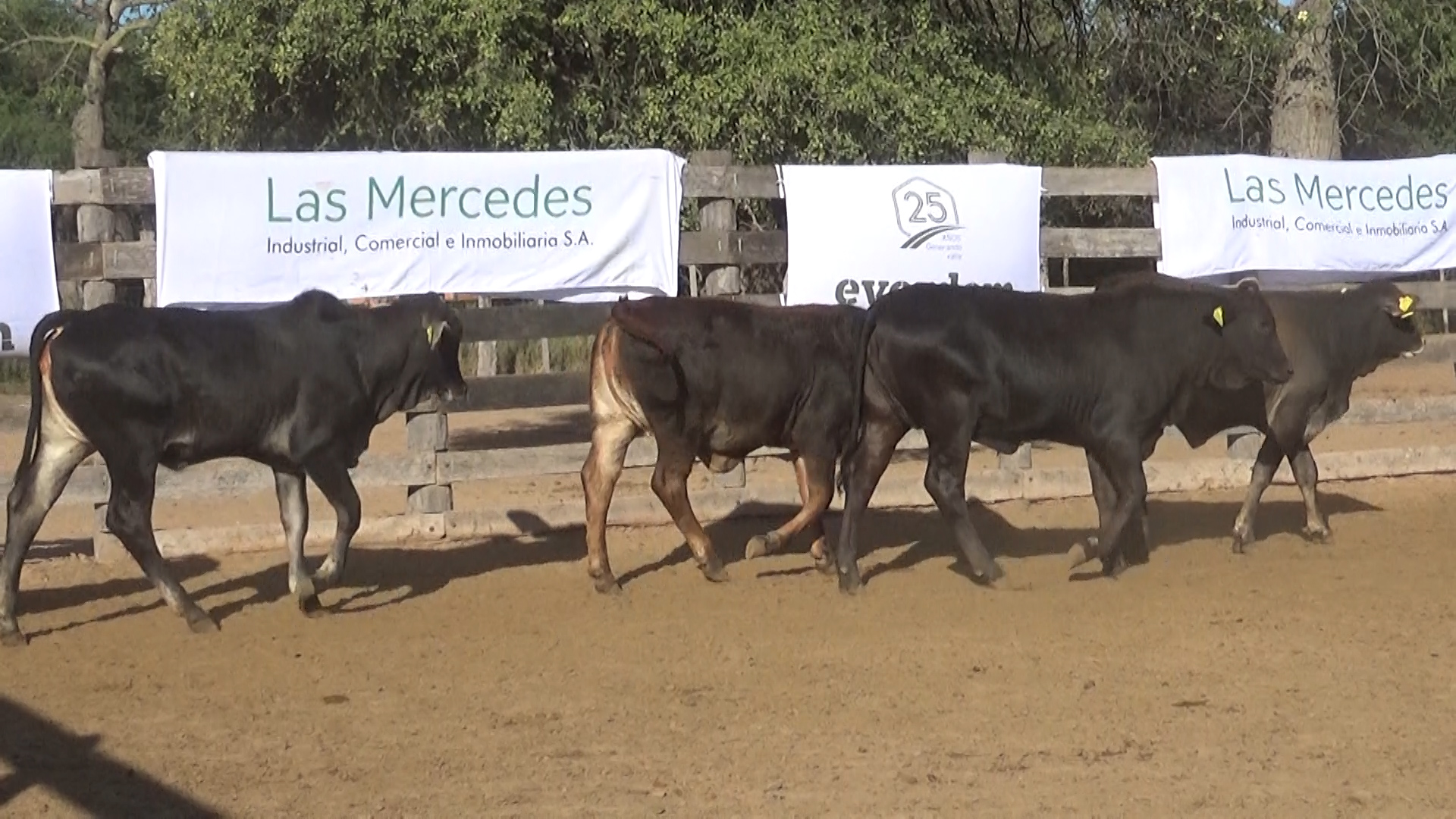 392- Remate Especial Las Mercedes. 1° Edición â lote 5897.2