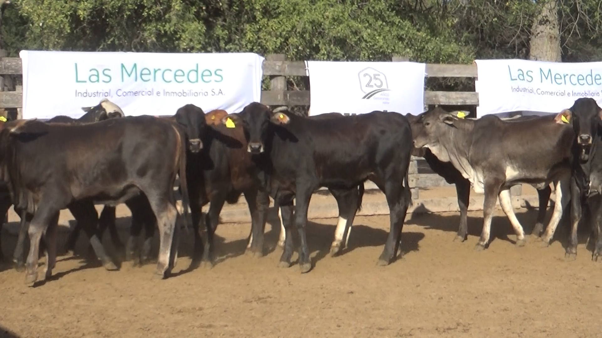 392- Remate Especial Las Mercedes. 1° Edición â lote 5897.3