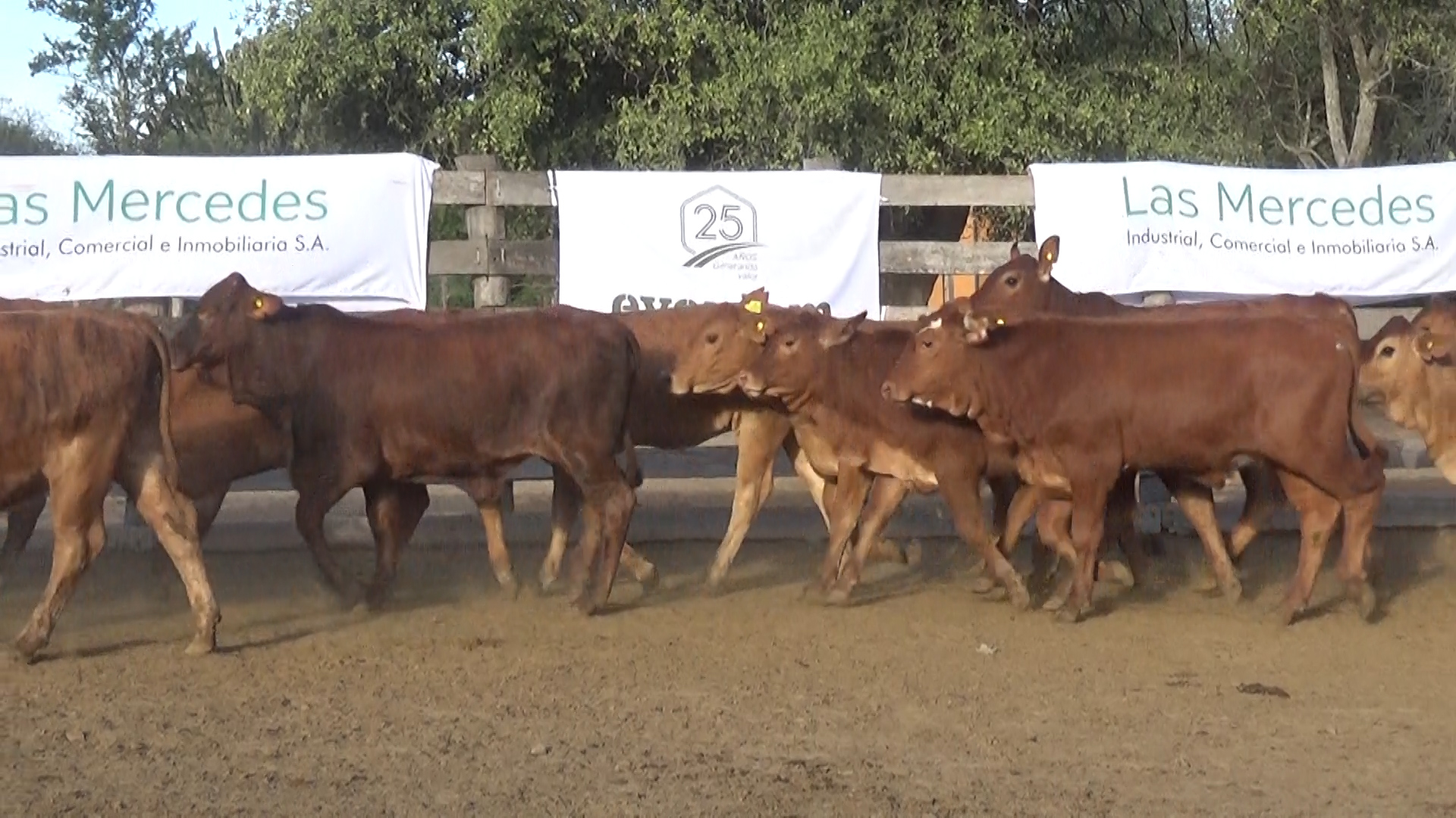 392- Remate Especial Las Mercedes. 1Â° EdiciÃ³n â lote Lote 22 – NÂ° insp. 5898