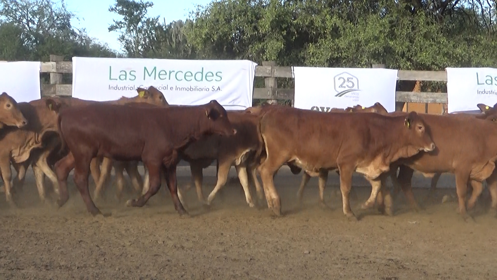 392- Remate Especial Las Mercedes. 1Â° EdiciÃ³n â lote 5898.2