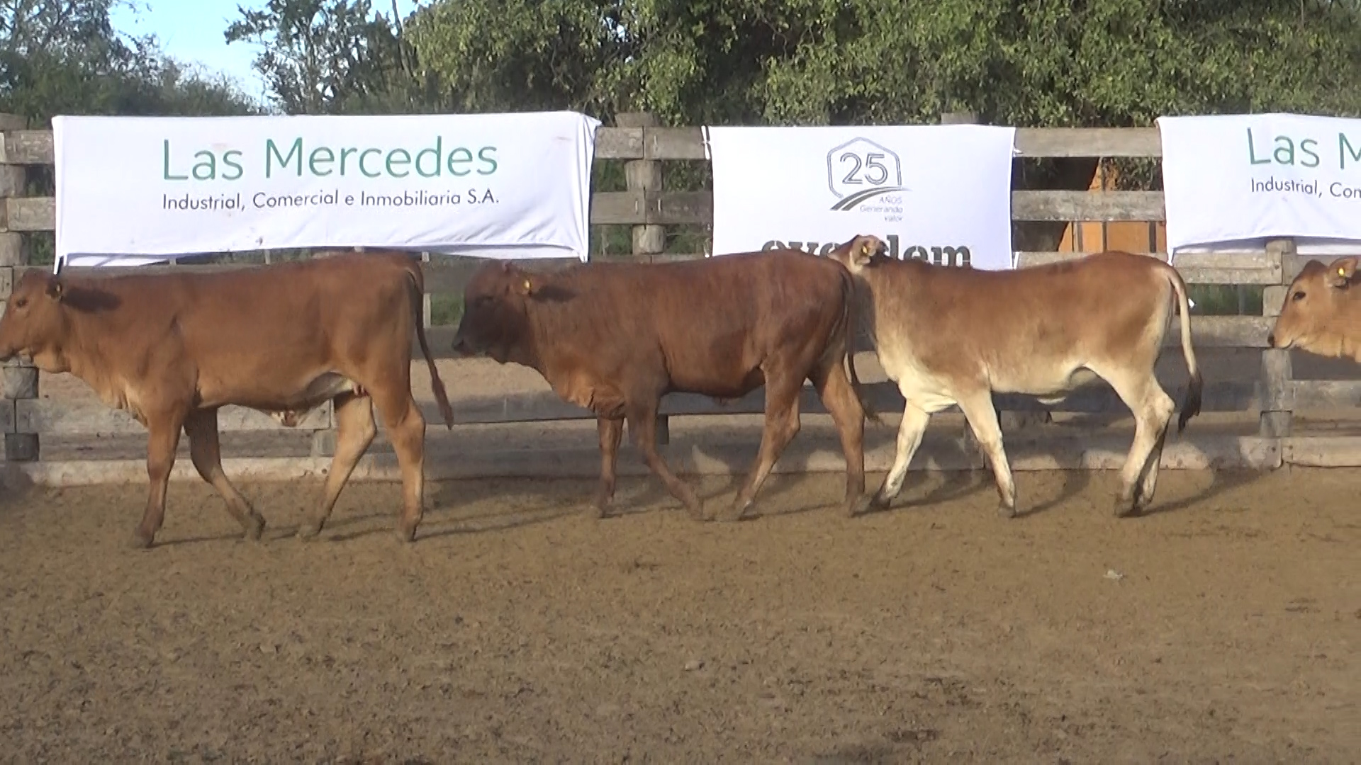 392- Remate Especial Las Mercedes. 1Â° EdiciÃ³n â lote 5898.3
