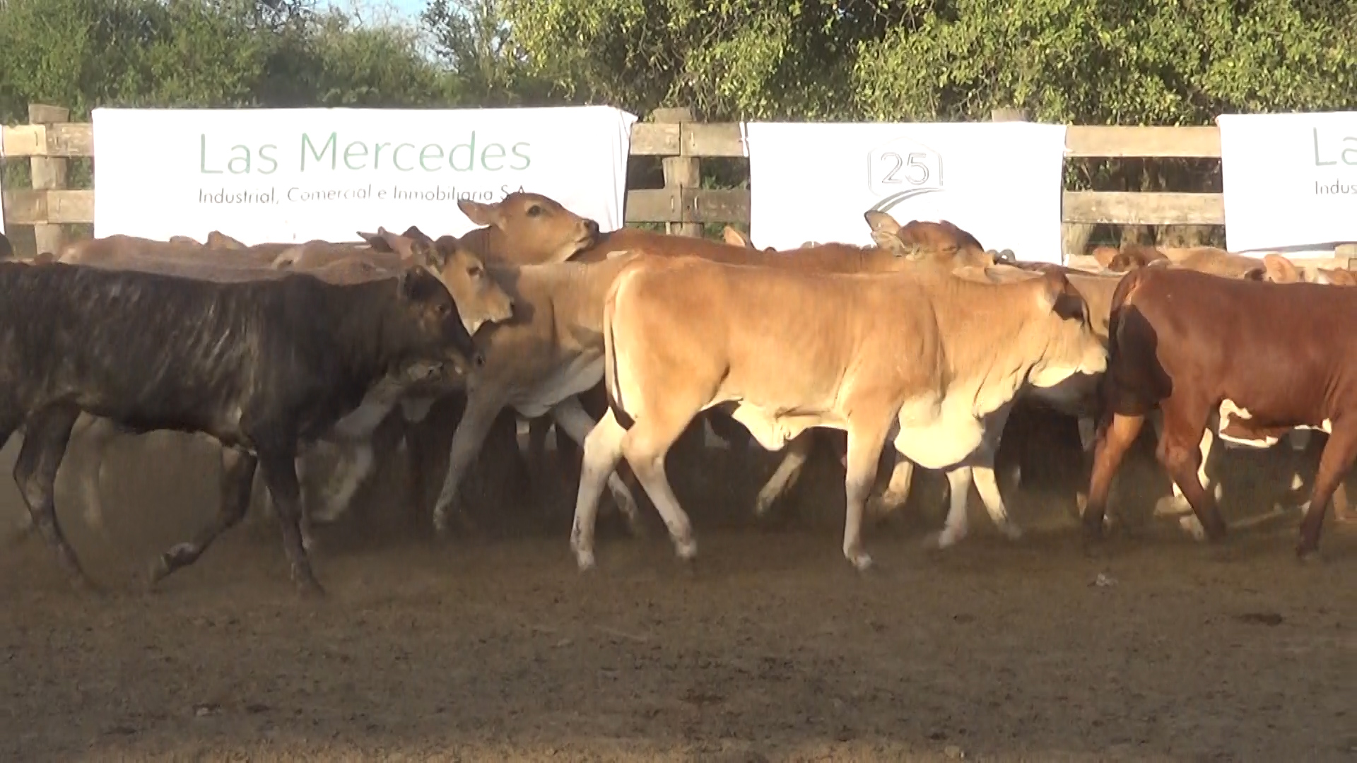 392- Remate Especial Las Mercedes. 1Â° EdiciÃ³n â lote 5899.1