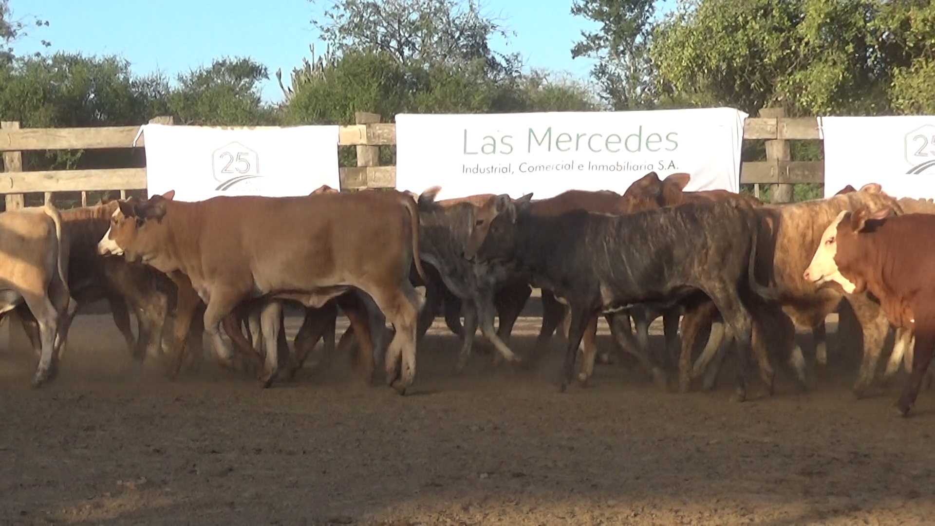 392- Remate Especial Las Mercedes. 1Â° EdiciÃ³n â lote Lote 21 – NÂ° insp. 5899