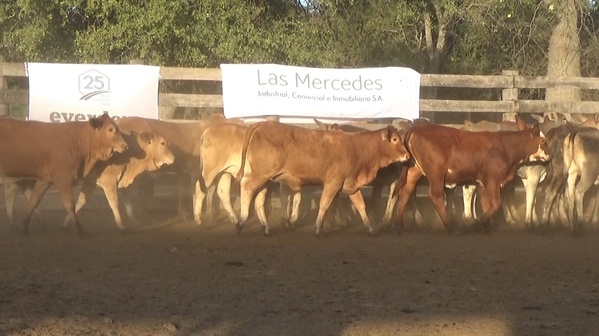 392- Remate Especial Las Mercedes. 1Â° EdiciÃ³n â lote 5899.3