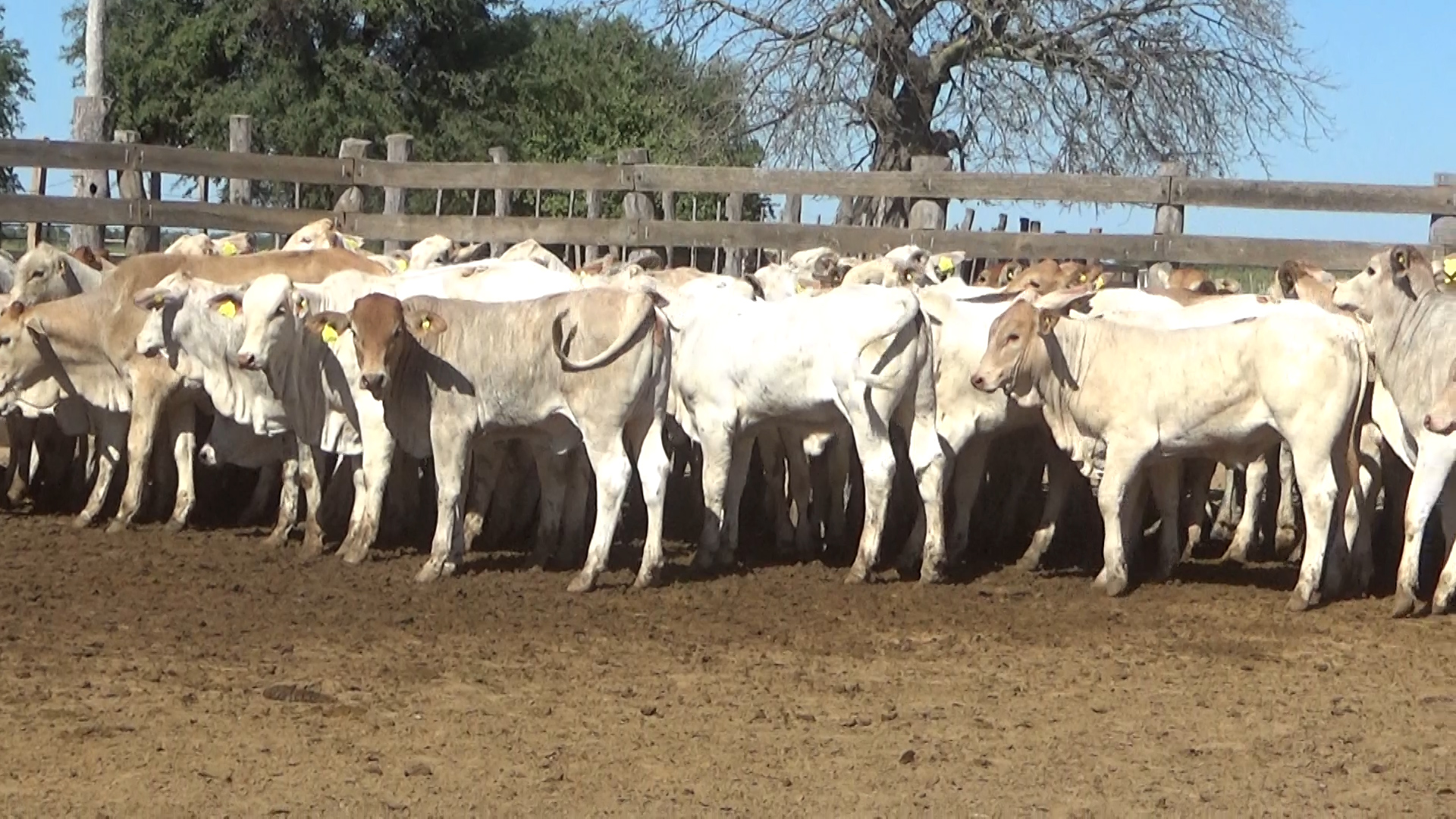 392- Remate Especial Las Mercedes. 1° Edición â lote Lote 20 – N° insp. 5900