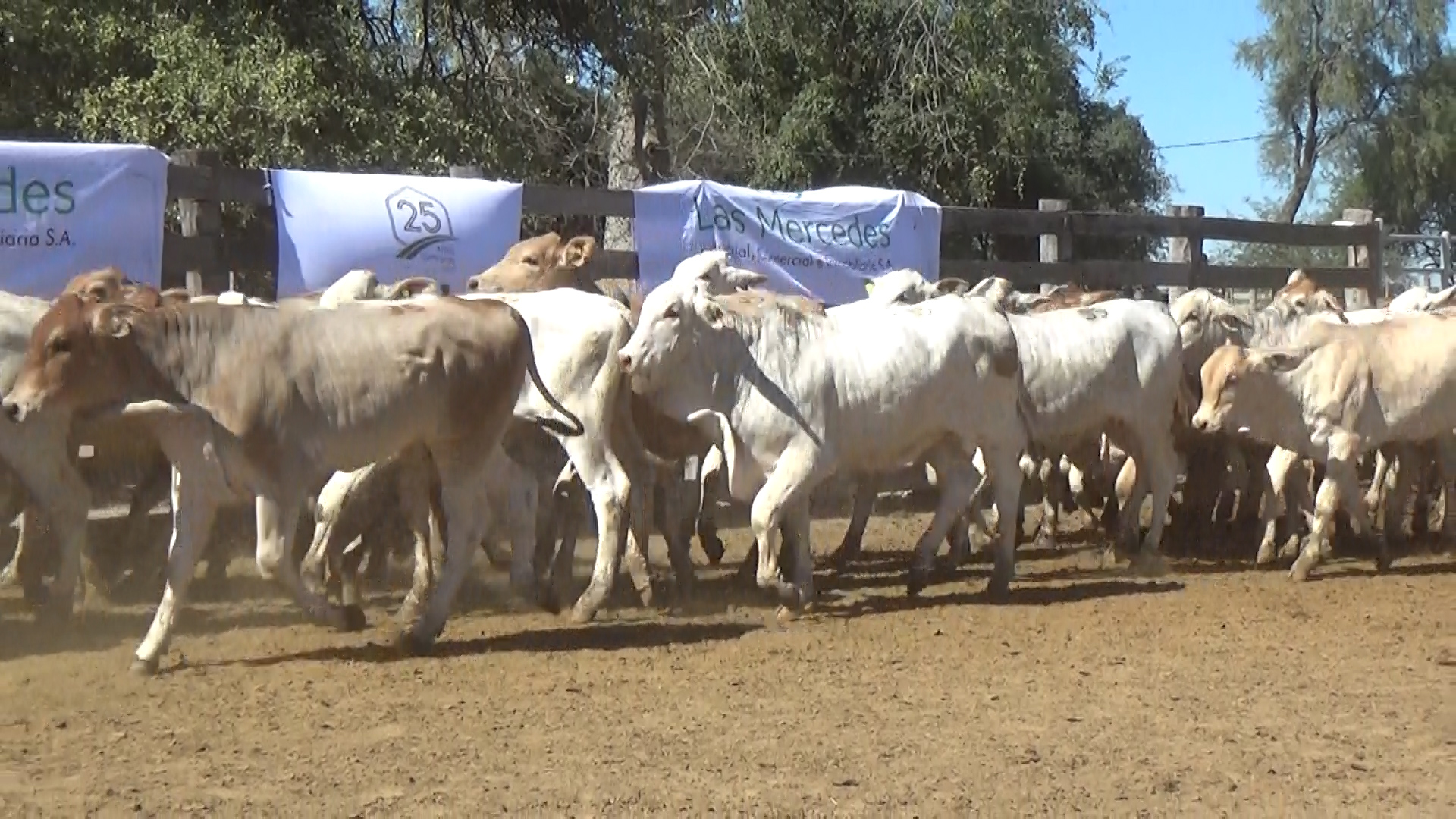 392- Remate Especial Las Mercedes. 1° Edición â lote 5900.2