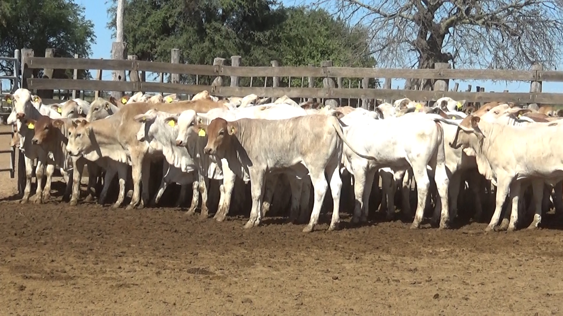 392- Remate Especial Las Mercedes. 1Â° EdiciÃ³n â lote Lote 10 – NÂ° insp. 6017