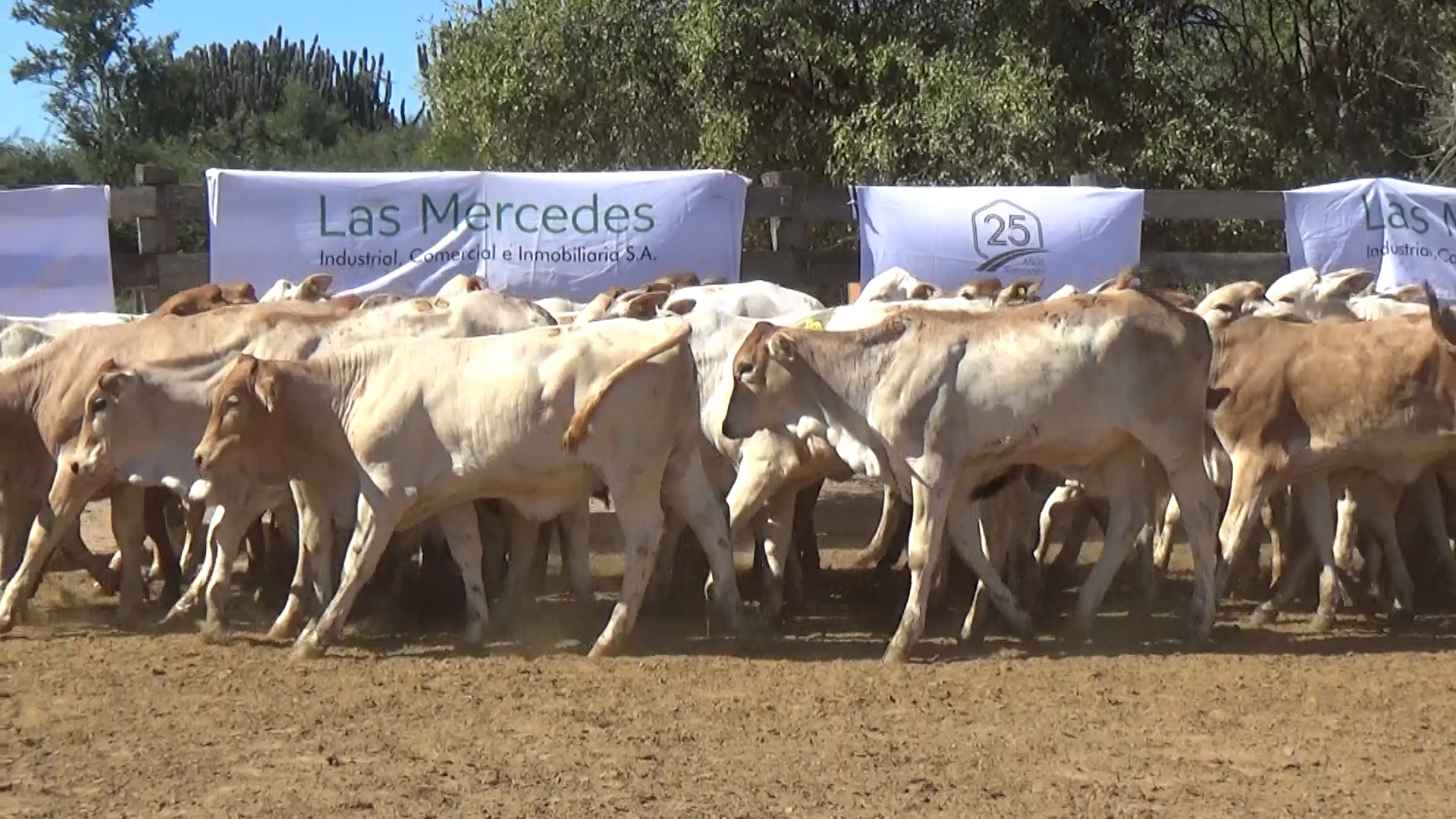 392- Remate Especial Las Mercedes. 1° Edición â lote Lote 13 – N° insp. 6018