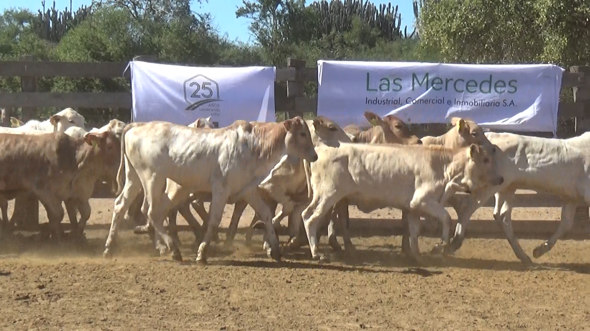 392- Remate Especial Las Mercedes. 1° Edición â lote 6018.2